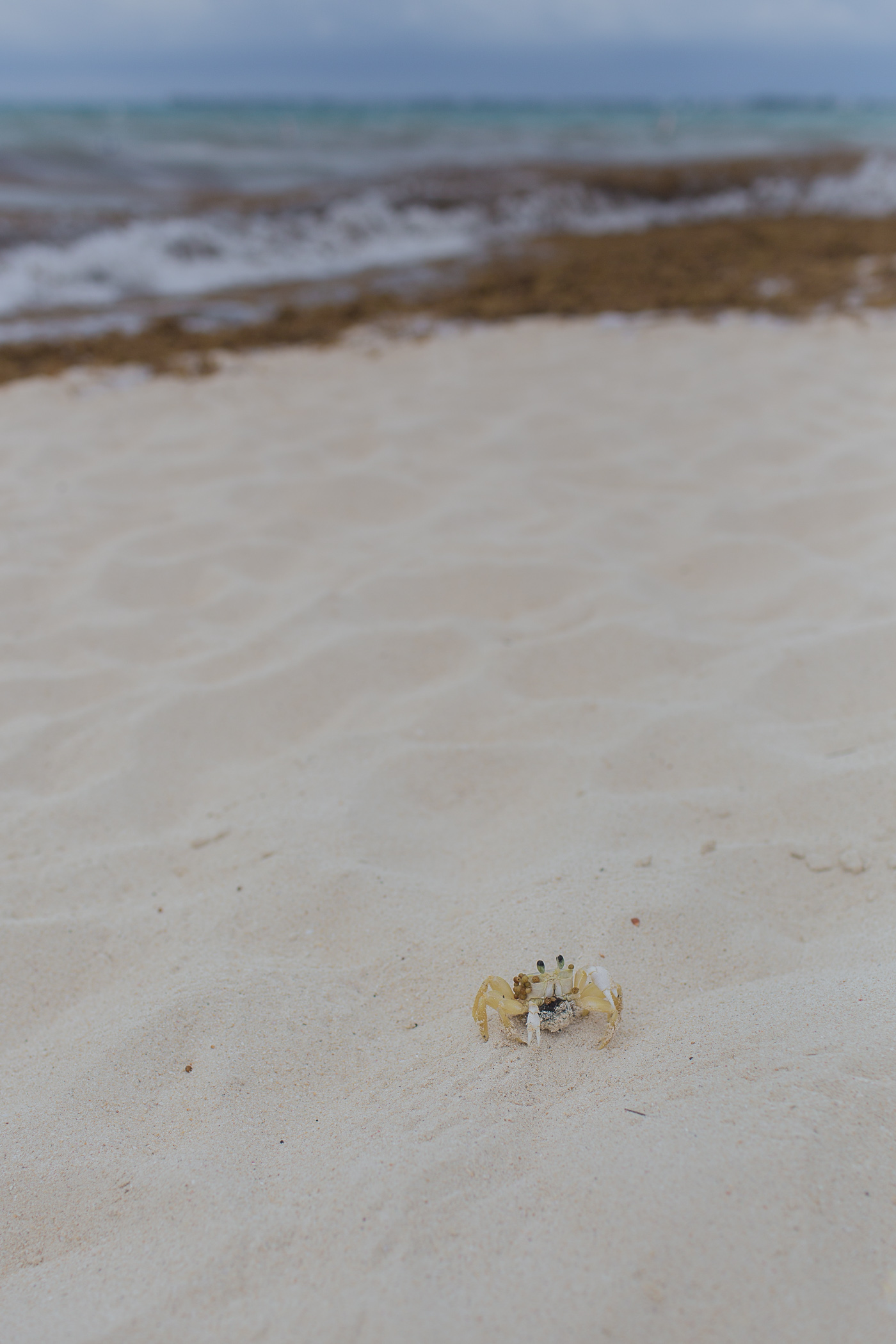 Crab on Seven Mile Beach in Grand Cayman