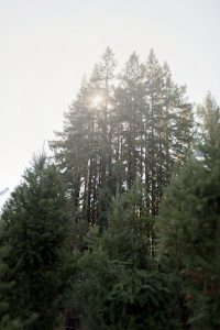 Black Road Christmas tree farm near Santa Cruz, California