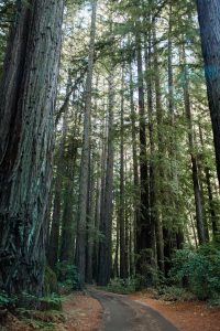 California redwoods near Santa Cruz, California