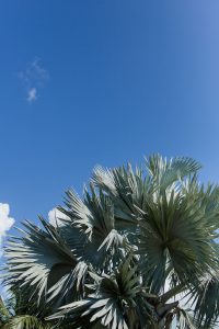 Blue palm tree in Turks and Caicos