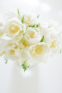 White Freesia Flowers