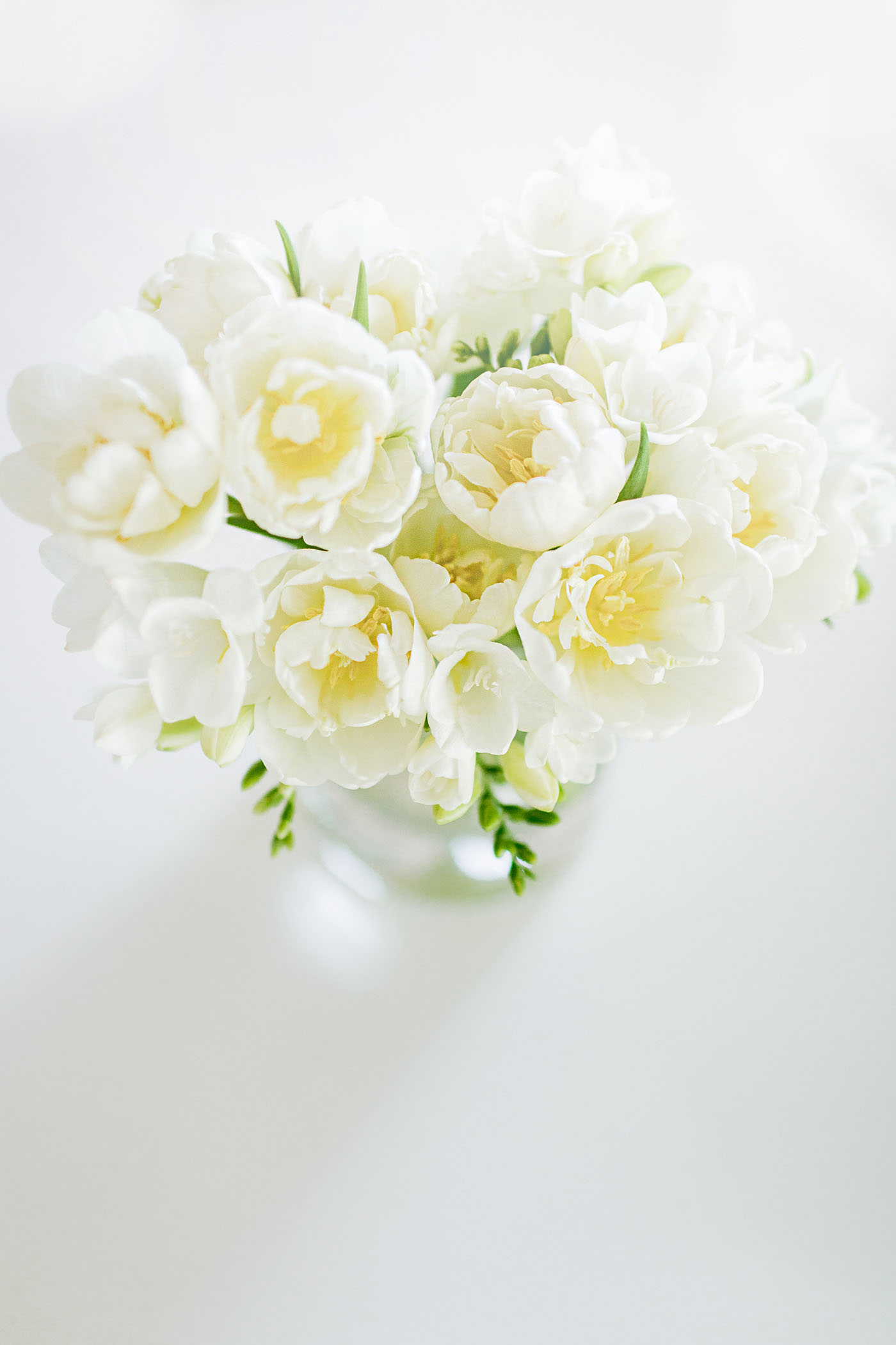 White Freesia in a vase