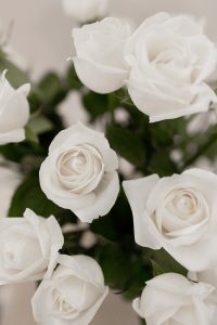 Beautiful white roses for Valentines Day