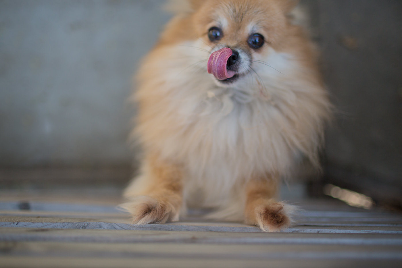 Pomeranian licking lips, part of our 2015 year in review at www.hejdoll.com