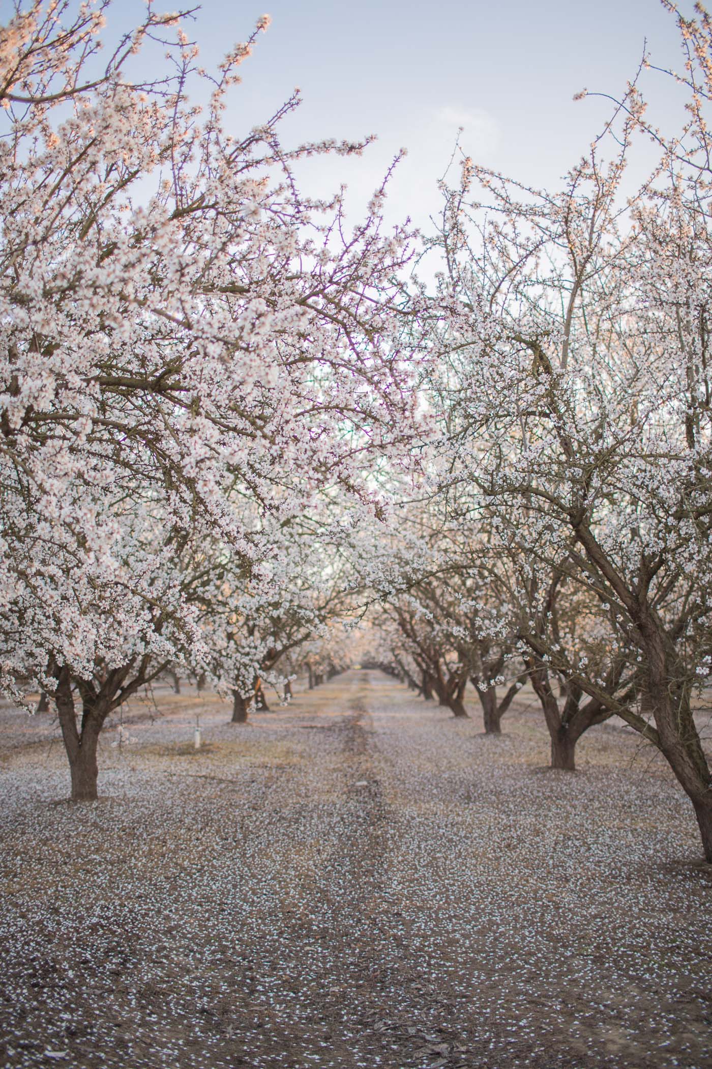 Almond Orchard in bloom.