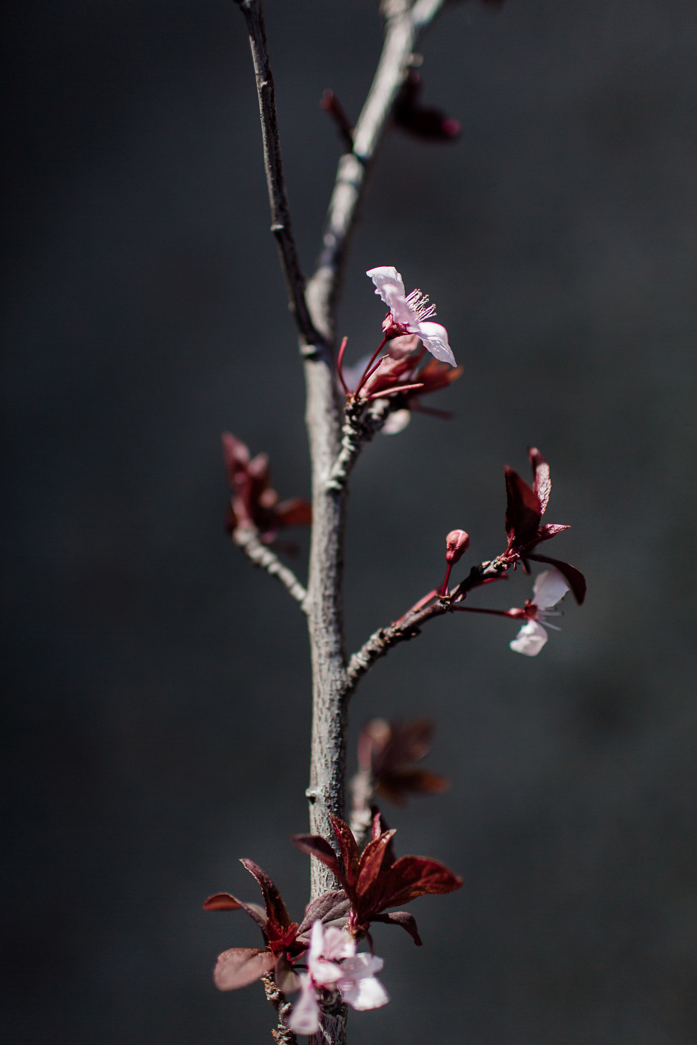 Plum blossoms, pink-hued and beautiful in the Spring.