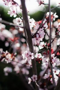 Plum blossoms, pink-hued and beautiful in the Spring.