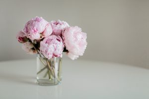 Pink peony flowers
