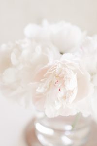 White peonies in a vase.