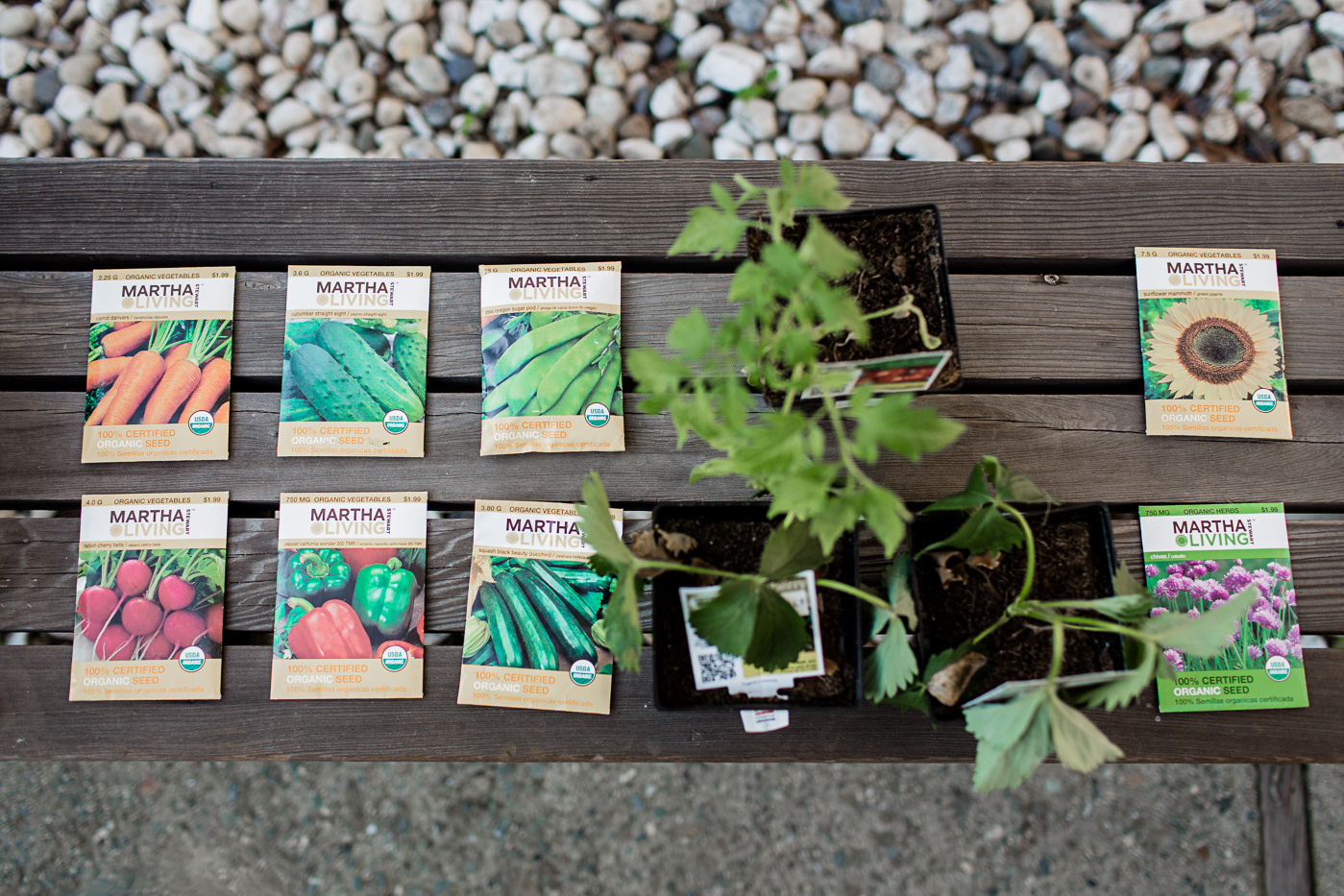Starting a Garden From Seed