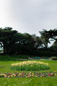Queen Wilhelmina Tulip Garden in Golden Gate Park, San Francisco, California