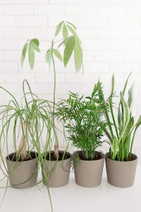 Easy to care for houseplants.