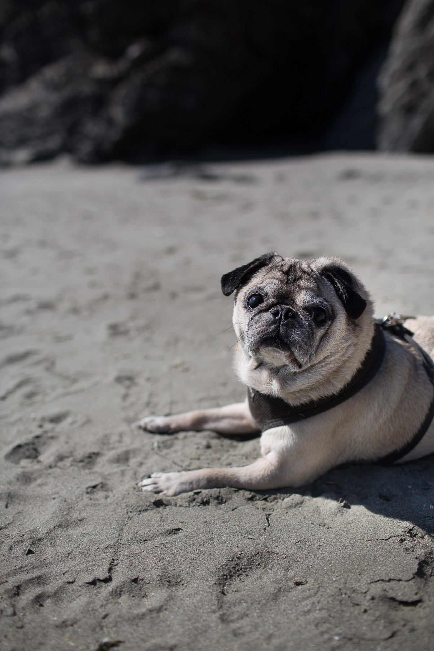 Older pug on the beach