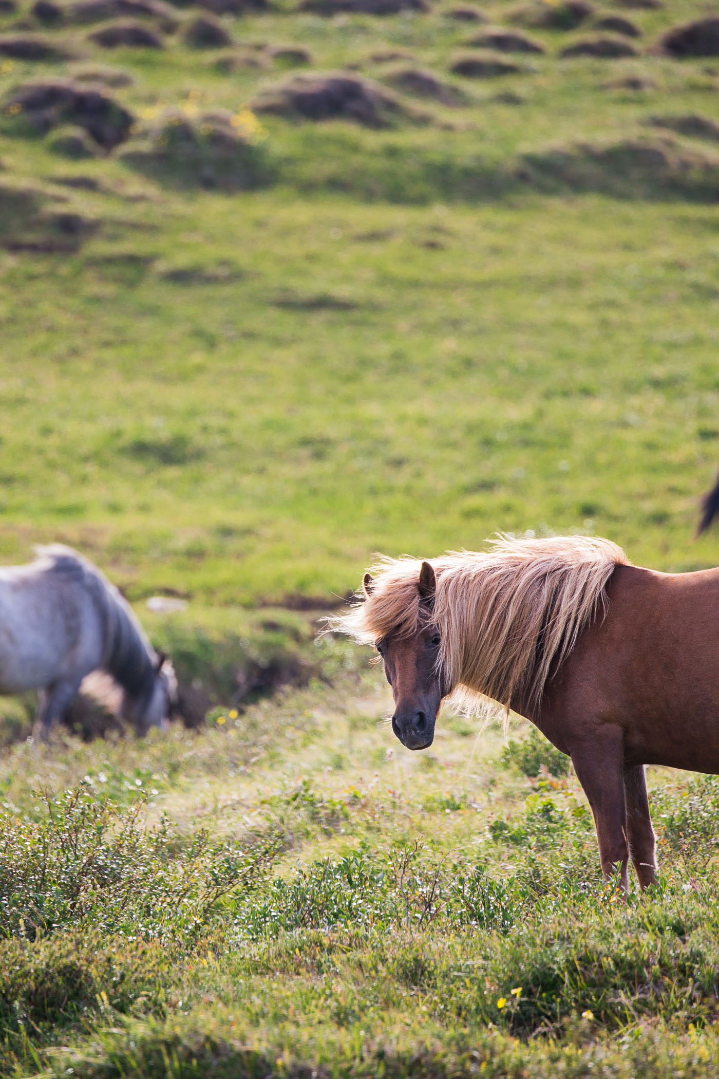 Horses in Northern Iceland