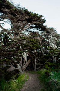 Cypress Tree Tunnel in Sea Ranch, California