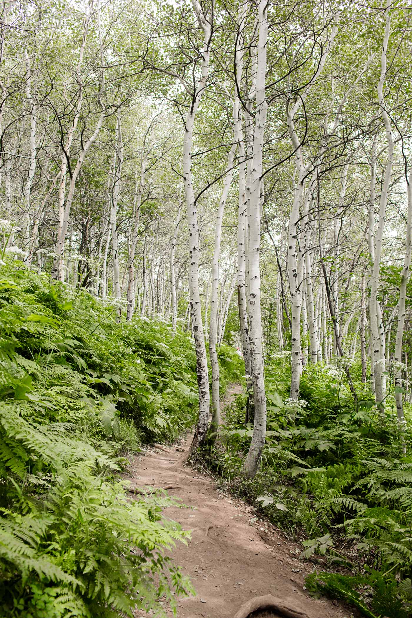 Fern trail near Stewart Falls