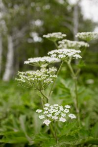 Queen Anne's lace on the Stewart Falls trail in Utah