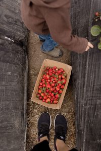 Swanton Organic Berry Farm near Davenport, California