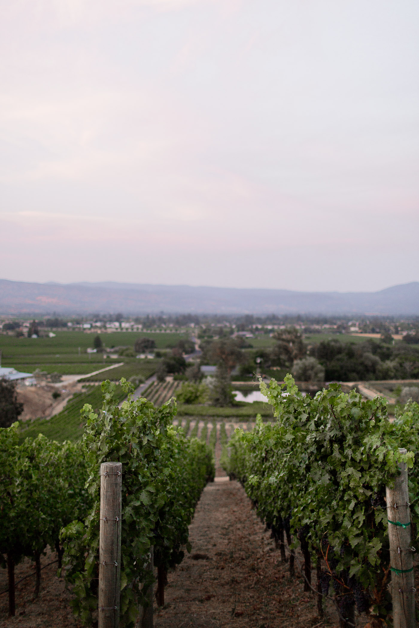Padis Family Vineyard in Napa Valley, California