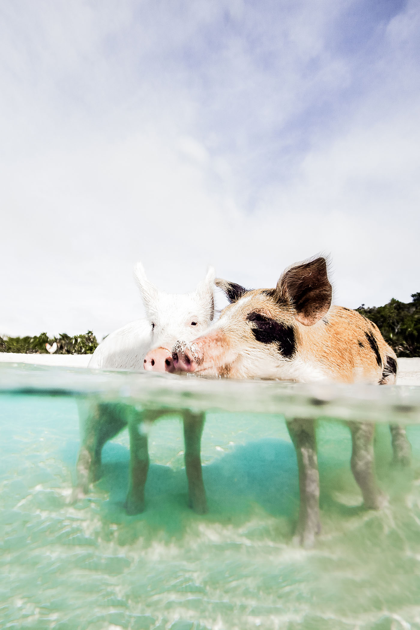 Swimming with pigs, Exumas Bahamas