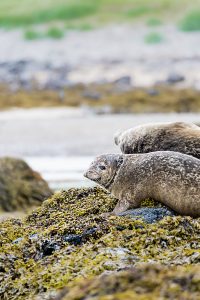 Seals at Ytri Tunga beach in Snaefellsnes peninsula