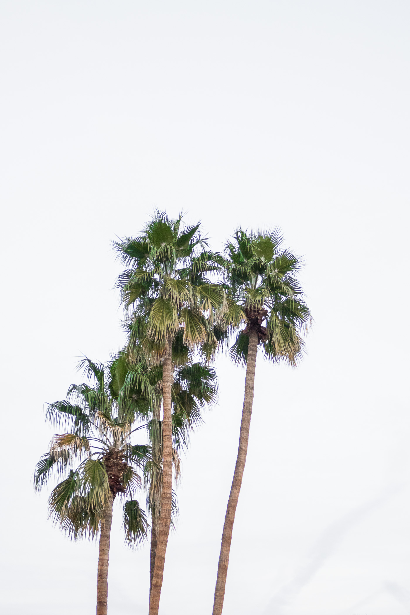 Palm trees in Palm Springs, California