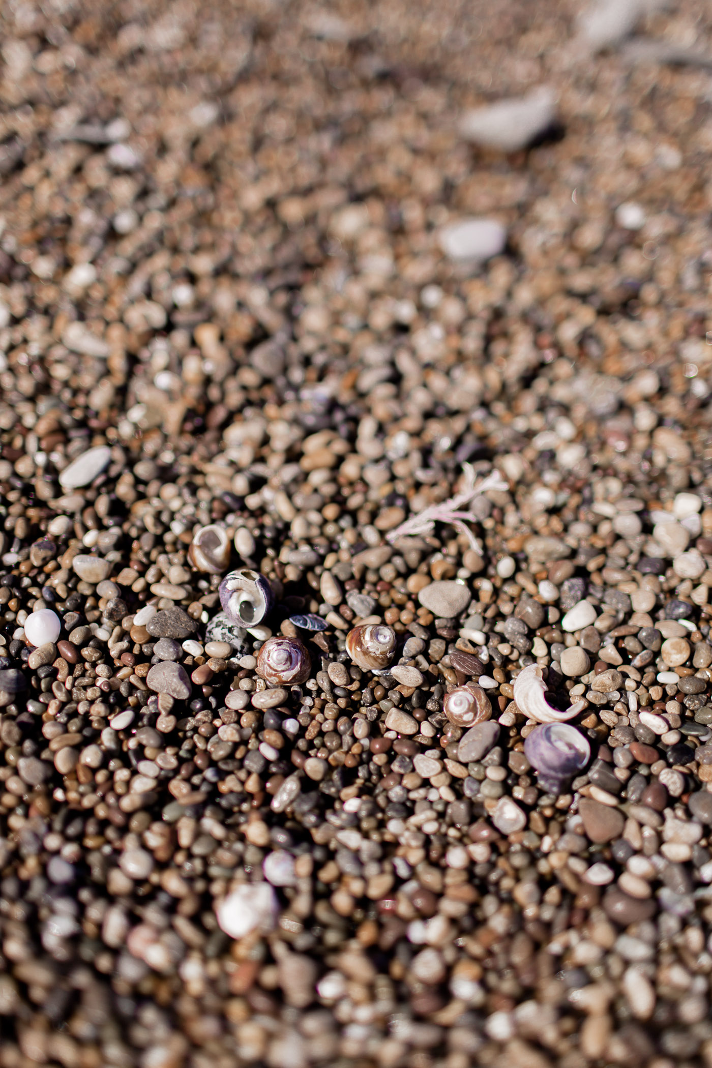 Bean Hollow Pebble Beach, a purple rock based beach near Pescadero, California.