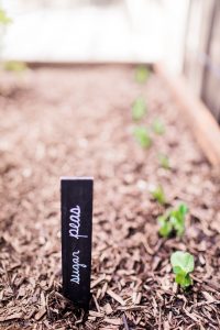 5 tips for small space gardening