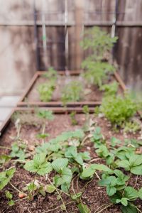 5 tips for small space gardening
