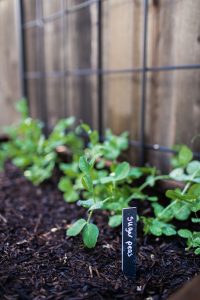 Small Space Gardening, 5 tips to help you maximize your garden without a ton of space.