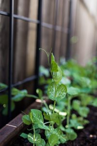 Small Space Gardening, 5 tips to help you maximize your garden without a ton of space.