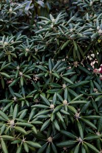 Rhododendron at the Mendocino Coast Botanical Gardens