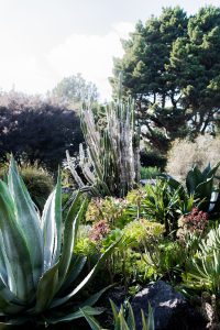 Succulent Garden at the Mendocino Coast Botanical Gardens