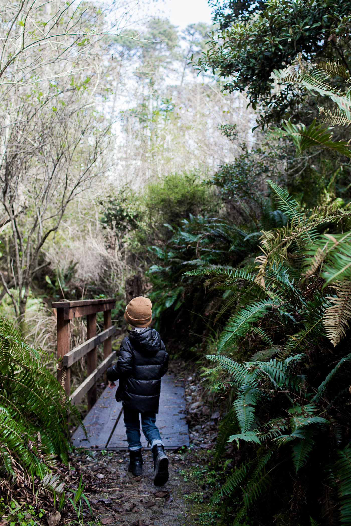 Fern Canyon Trail at the Mendocino Coast Botanical Gardens