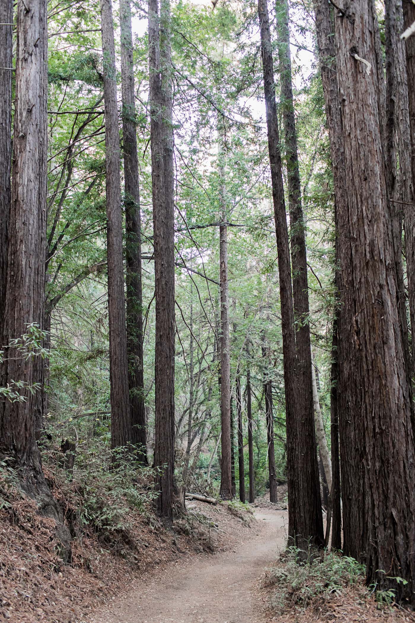 Hiking Through California at Wunderlich Park in Woodside, California.