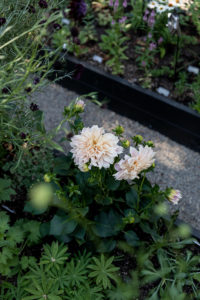 Cafe Au Lait Dahlia's in my Small Space Cutting Garden